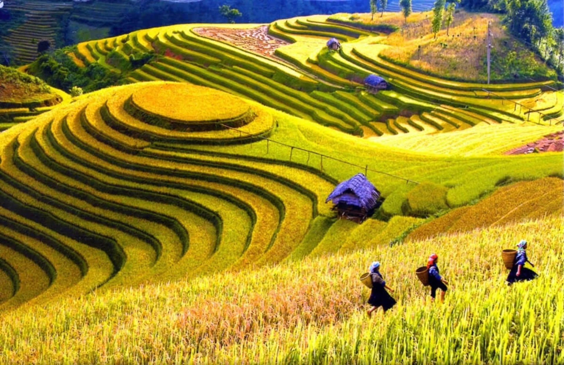 Hanoi - Sapa - Ninh Binh - Halong Bay - Dalat - Danang - Hoian - Ho Chi Minh