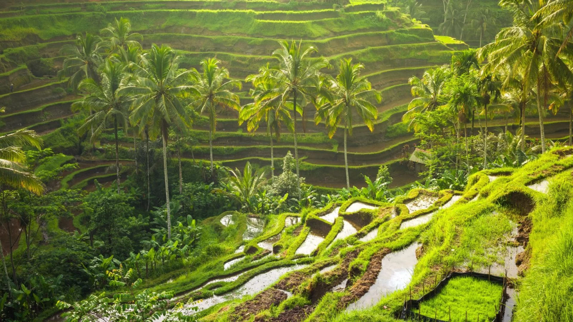 Land Tour Bali 4 ngày 3 đêm: Chạm vào thiên đường Nusa Penida – Đắm say hoàng hôn Jimbaran