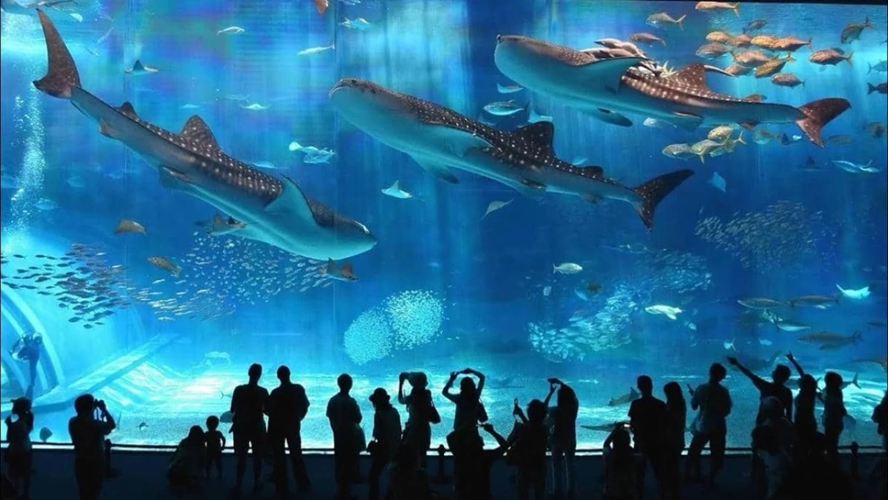 Land Tour Hàn Quốc 5N4Đ: Hành trình trải nghiệm Seoul – Đảo Nami – Coex Aquarium lãng mạn và hiện đại